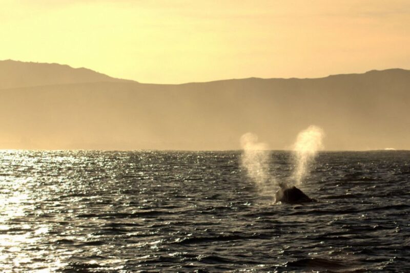 From Cape Town: Hermanus Whale Watching Boat Trip - Key Points