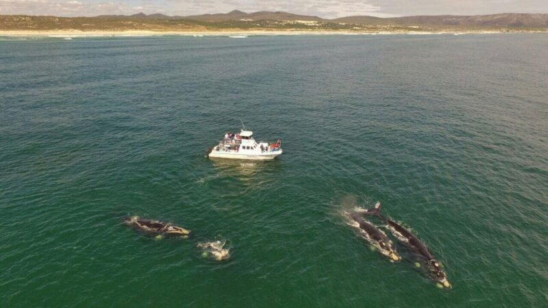 From Cape Town: Hermanus Whale Watching Boat Trip - Inclusions