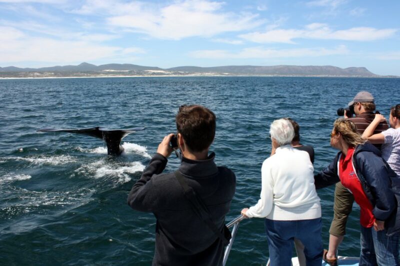 From Cape Town: Hermanus Whale Watching Boat Trip - Location and Transportation