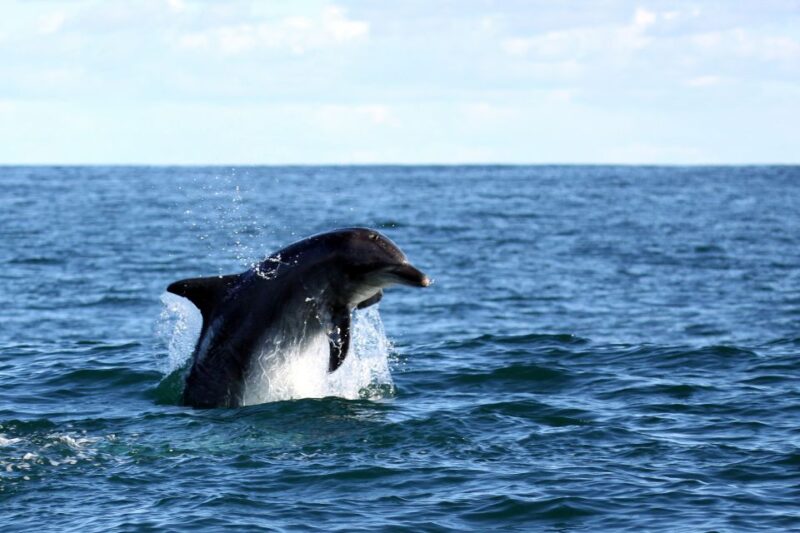 From Cape Town: Hermanus Whale Watching Boat Trip - Cancellation Policy
