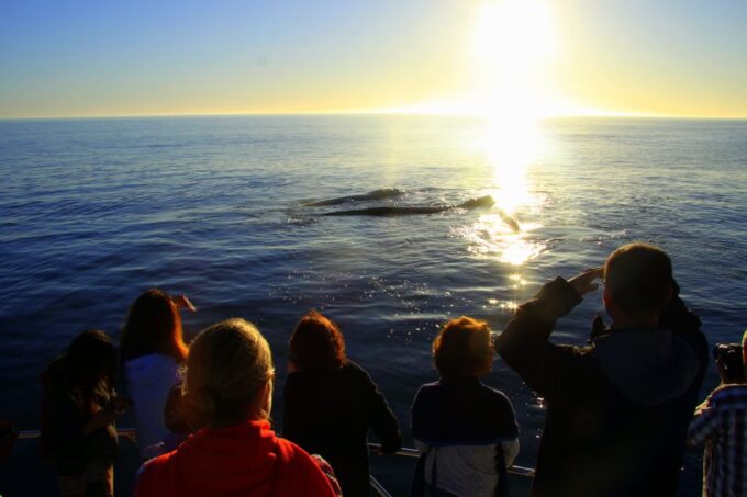 From Cape Town: Hermanus Whale Watching Boat Trip - About the Boat Trip
