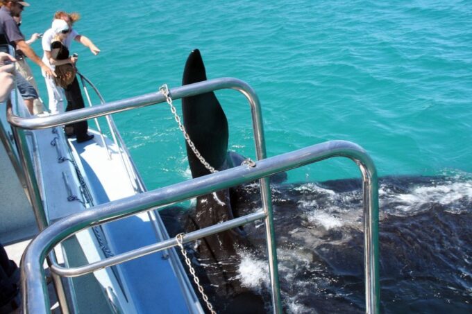 From Cape Town: Hermanus Whale Watching Boat Trip - Frequently Asked Questions