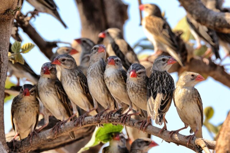 From Cape Town: Kruger National Park 2-Day Safari Trip - Key Points