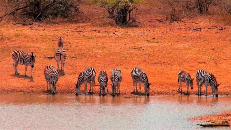 From Cape Town: Kruger National Park 2-Day Safari Trip - Safari Experiences
