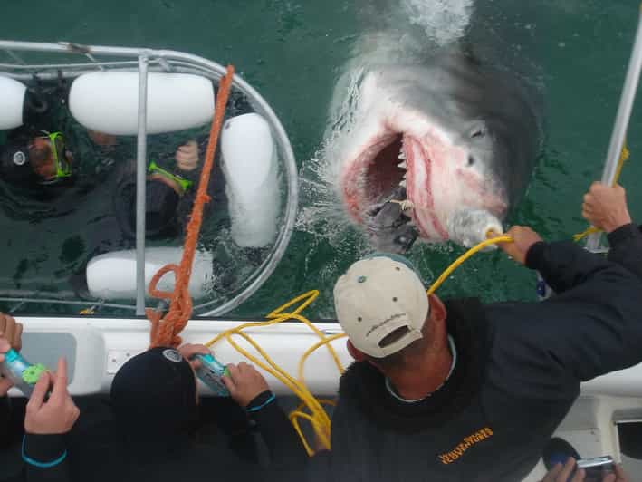 From Cape Town or Hermanus: Shark Cage Dive Boat Cruise - Key Points