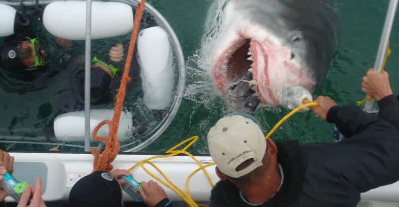 From Cape Town or Hermanus: Shark Cage Dive Boat Cruise - Activity Overview