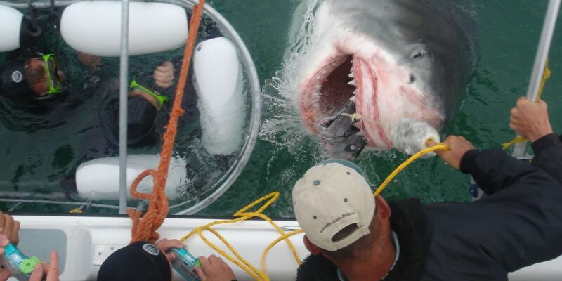 From Cape Town or Hermanus: Shark Cage Dive Boat Cruise - Itinerary Details
