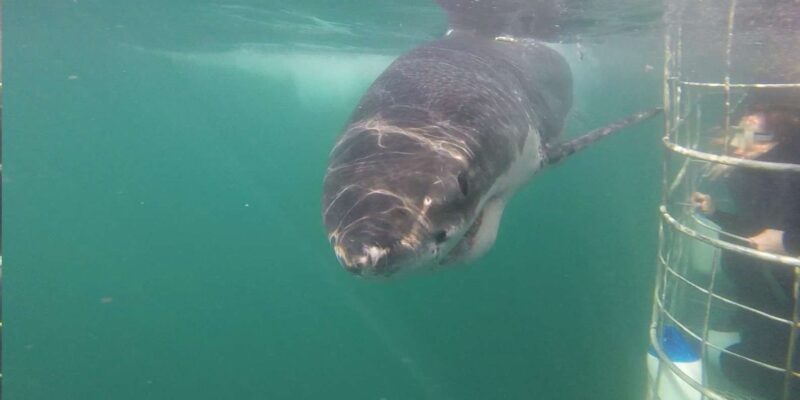 From Cape Town or Hermanus: Shark Cage Dive Boat Cruise - What to Bring