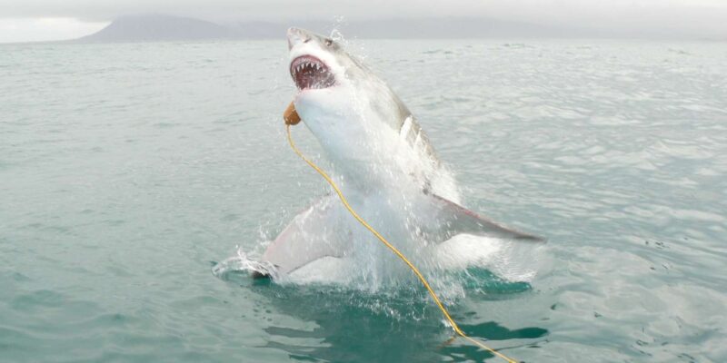 From Cape Town or Hermanus: Shark Cage Dive Boat Cruise - Suitability Considerations