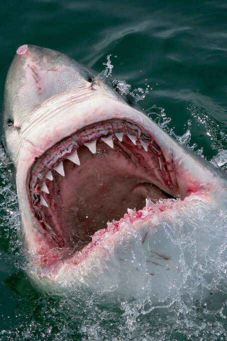 From Cape Town or Hermanus: Shark Cage Dive Boat Cruise - Cage Accommodations