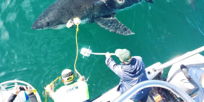 From Cape Town or Hermanus: Shark Cage Dive Boat Cruise - Guarantee and Accreditation