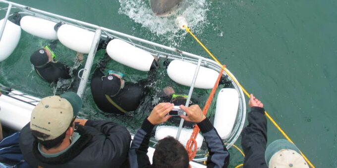 From Cape Town or Hermanus: Shark Cage Dive Boat Cruise - Customer Feedback and Ratings