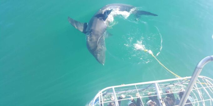 From Cape Town or Hermanus: Shark Cage Dive Boat Cruise - Frequently Asked Questions