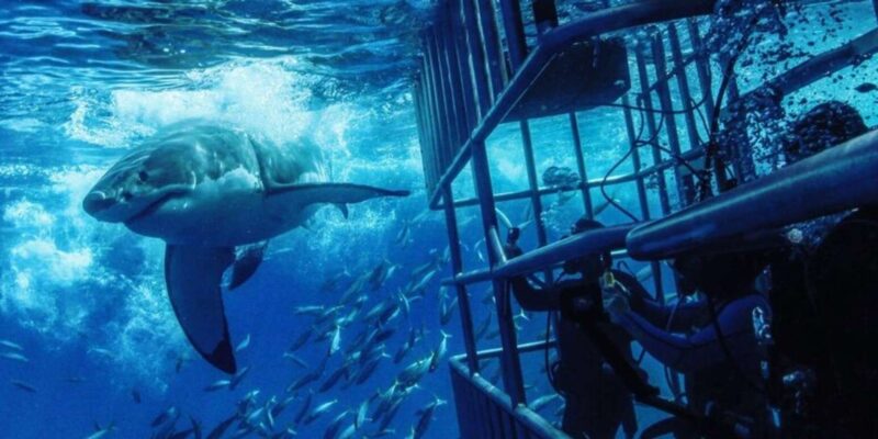 From Cape Town: Shark Cage Diving and Penguin Tour - Key Points
