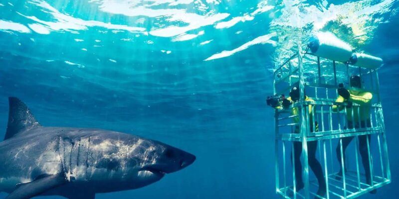 From Cape Town: Shark Cage Diving and Penguin Tour - Itinerary Details
