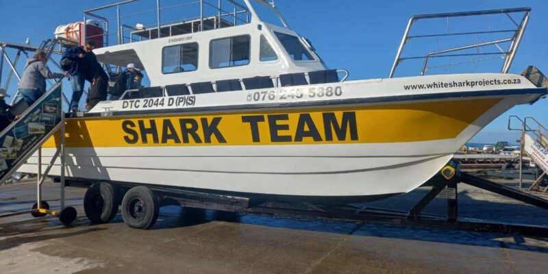 From Cape Town: Shark Cage Diving and Penguin Tour - Scenic Route