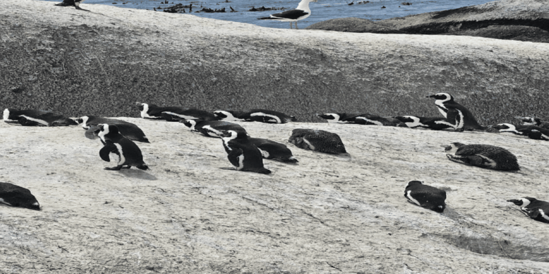 From Cape Town: Shark Cage Diving and Penguin Tour - Customer Feedback