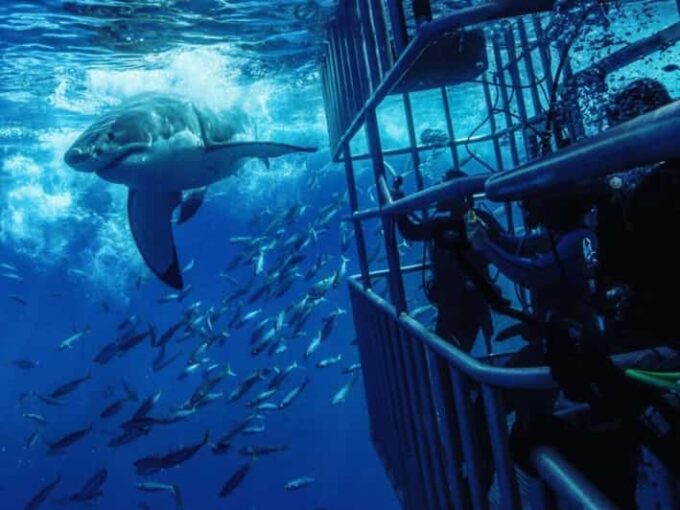 From Cape Town: Shark Cage Diving and Penguin Tour - Frequently Asked Questions