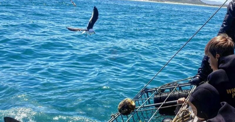 From Cape Town: Shark Cage Diving and Viewing - Entering the Submerged Cage