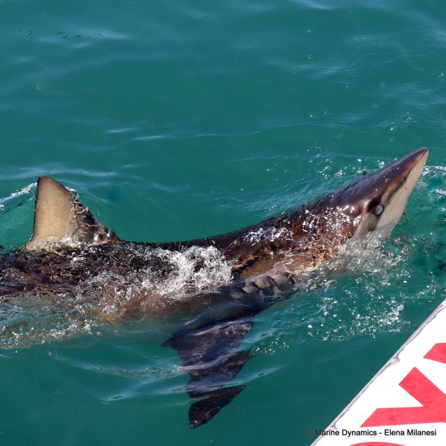 From Cape Town: Shark Cage Diving and Viewing - Transportation and Pickup
