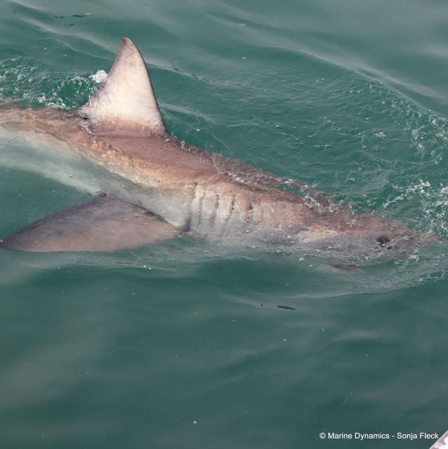 From Cape Town: Shark Cage Diving and Viewing - Age and Health Restrictions
