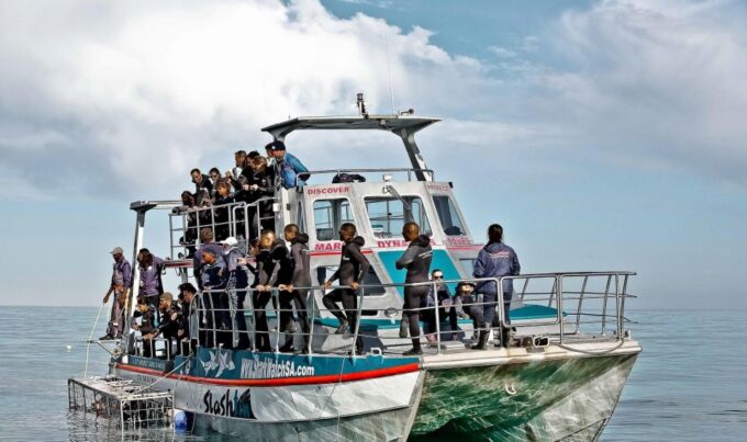 From Cape Town: Shark Cage Diving and Viewing - Optional Video Footage