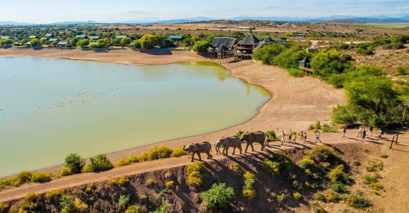 From Cape Town: South African Wildlife and Safari 2-Day Tour - Key Points