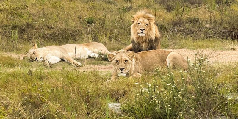From Cape Town: South African Wildlife and Safari 2-Day Tour - Accommodation and Meals