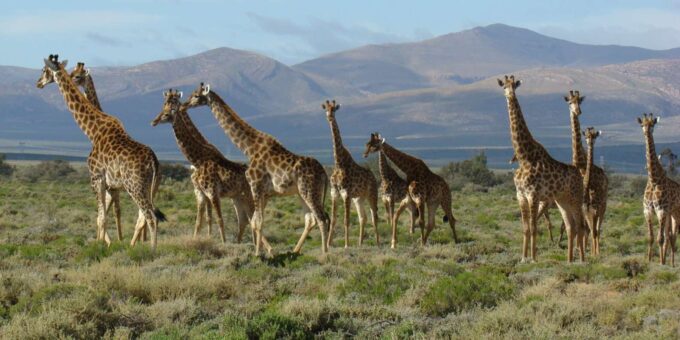 From Cape Town: South African Wildlife and Safari 2-Day Tour - Booking and Cancellation Policy
