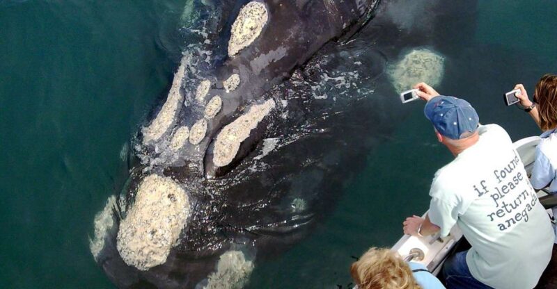 From Cape Town: Whale Watching Tour in Hermanus and Gansbaai - Key Points