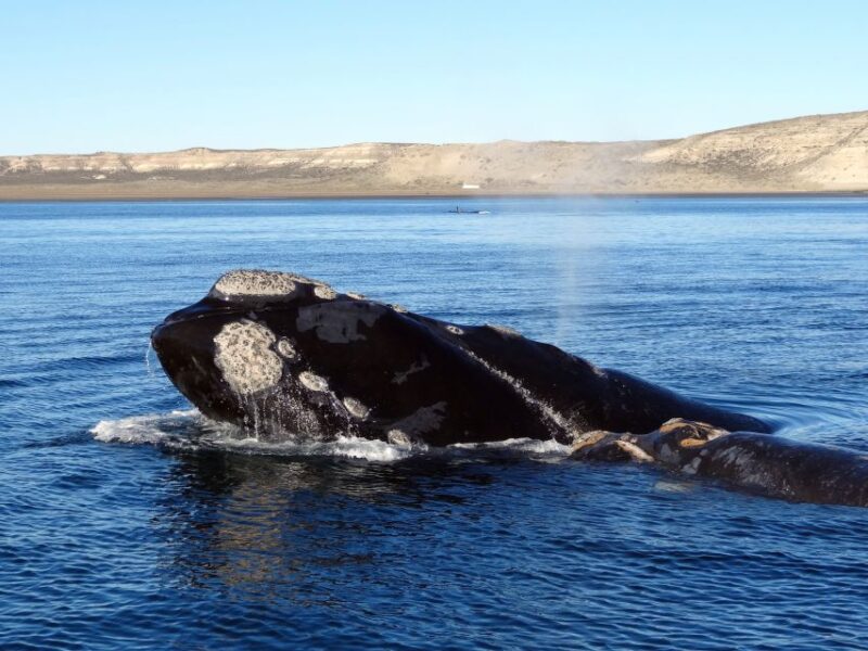 From Cape Town: Whale Watching Tour in Hermanus and Gansbaai - Peregrine Farm Stall Visit