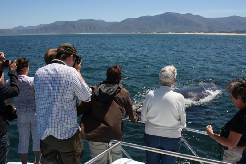 From Cape Town: Whale Watching Tour in Hermanus and Gansbaai - Stony Point Penguin Viewing