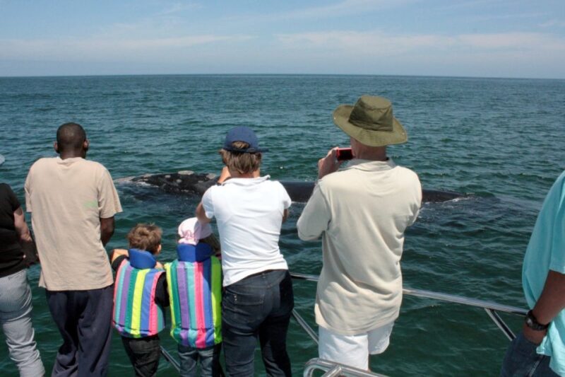 From Cape Town: Whale Watching Tour in Hermanus and Gansbaai - Whale Watching Boat Trip