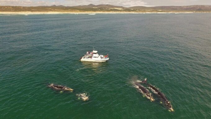 From Cape Town: Whale Watching Tour in Hermanus and Gansbaai - Inclusions and Tour Details