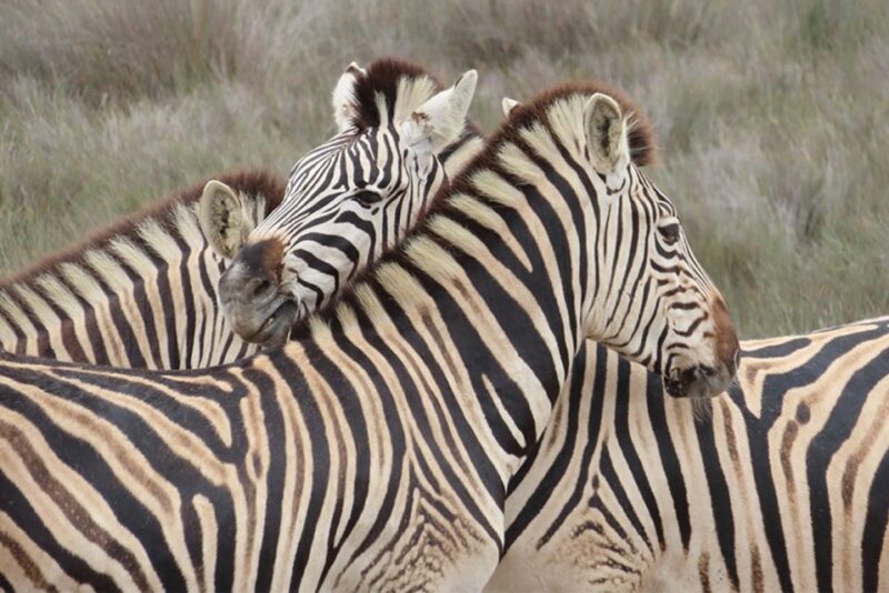 From Cape Town: Wildlife Safari, Olive, Beer & Wine Tasting - Key Points