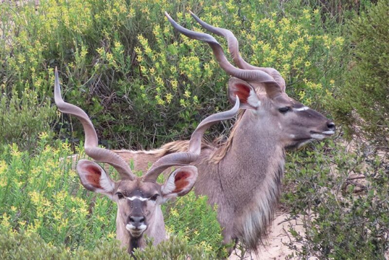From Cape Town: Wildlife Safari, Olive, Beer & Wine Tasting - Pickup and Group Size