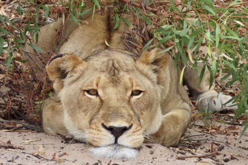 From Cape Town: Wildlife Safari, Olive, Beer & Wine Tasting - Itinerary Overview