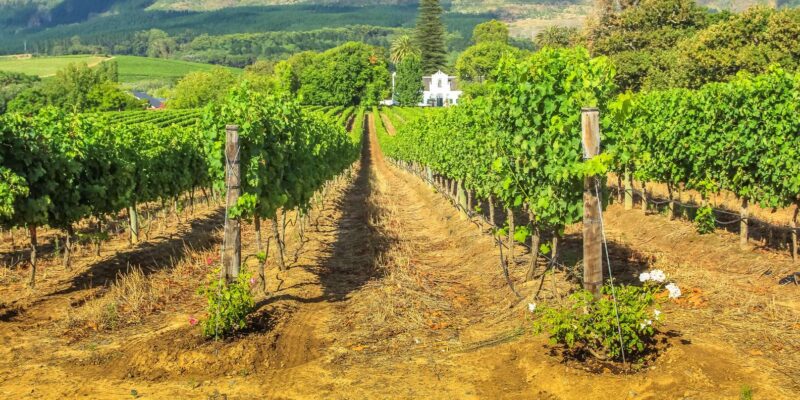 From Cape Town: Winelands Best Day Ever: Private Day Tour - Tour Pickup and Return