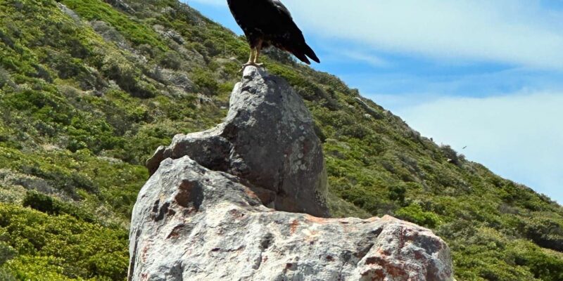 From Cape Town:Private Tour to Boulders Beach and Cape Point - Key Points