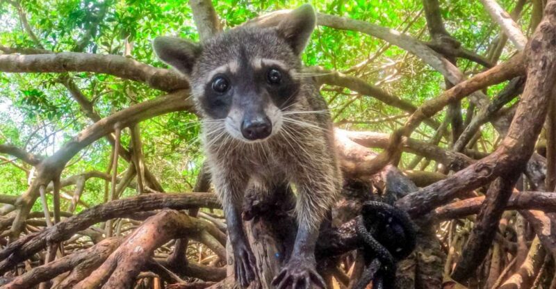 From Cartagena: Baru and Playa Blanca Full-Day Mangrove Tour - Customer Reviews and Feedback