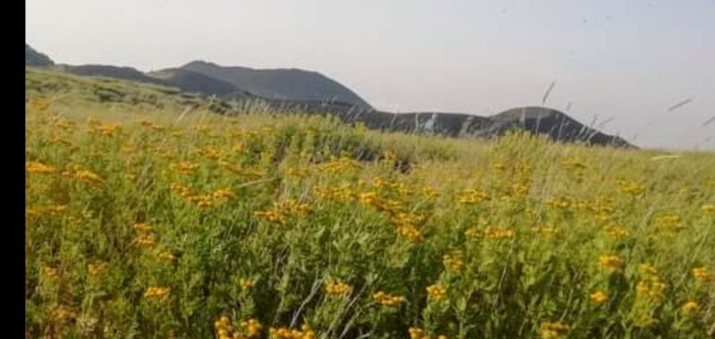 From Catania, Acireale, Giarre: Mount Etna Half-Day Trip - Transportation and Group Details