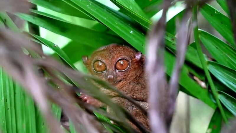 From Cebu: Bohol Countryside & Buffet Lunch Exclusive Tour - FAQ