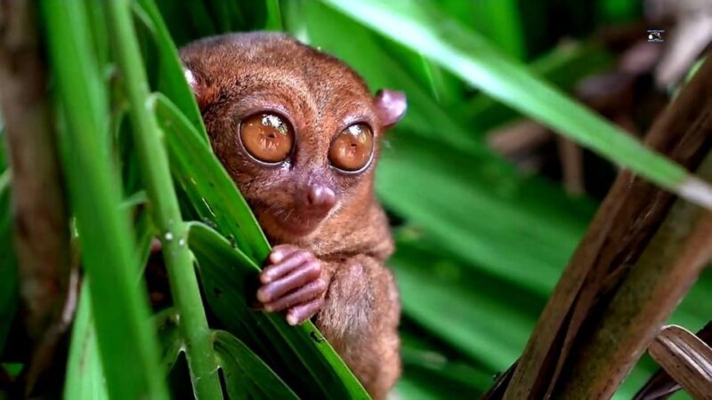 From Cebu: Bohol Countryside Exclusive Tour - Itinerary and Highlights