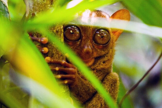 From Cebu: Bohol Countryside Private Tour & Loboc River Cruise - Good To Know