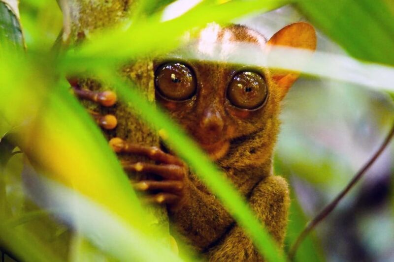 From Cebu: Bohol Countryside Private Tour With Buffet Lunch - Key Points