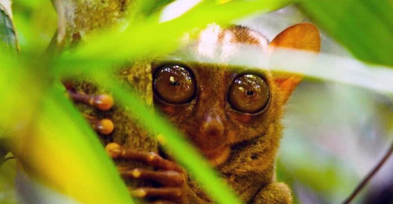 From Cebu: Bohol Countryside Private Tour With Buffet Lunch - Experience Details