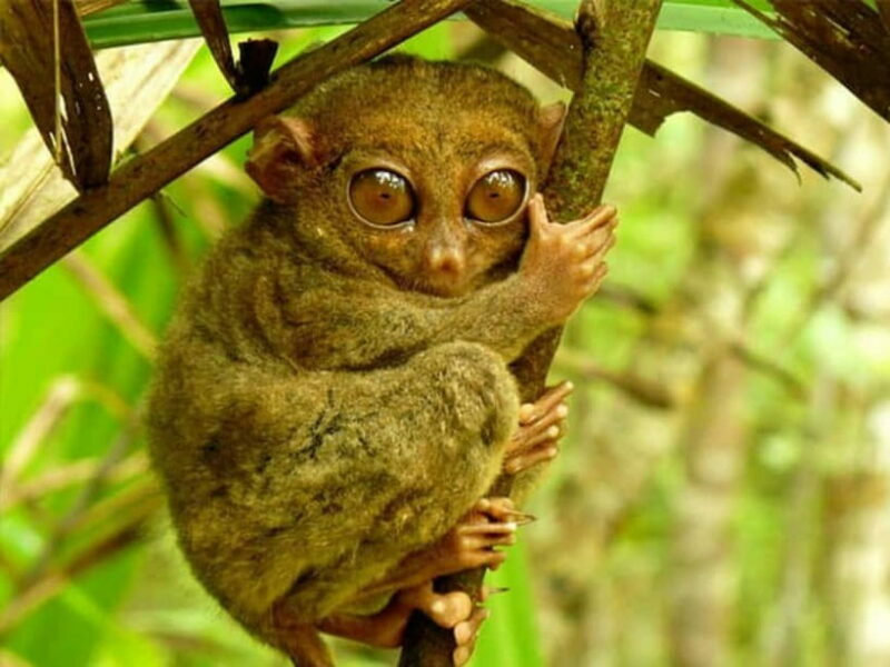 From Cebu: Bohol Countryside Tour Day Trip with Buffet Lunch - The Price & Value Equation