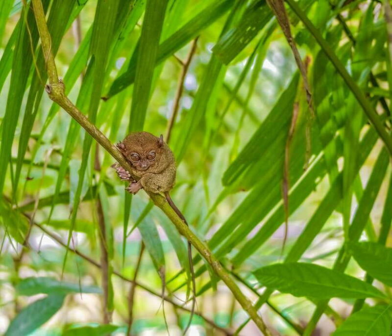 From Cebu City: Bohol Countryside Tour w/ Loboc Cruise Lunch - First Stops: Cultural Landmarks and Wildlife