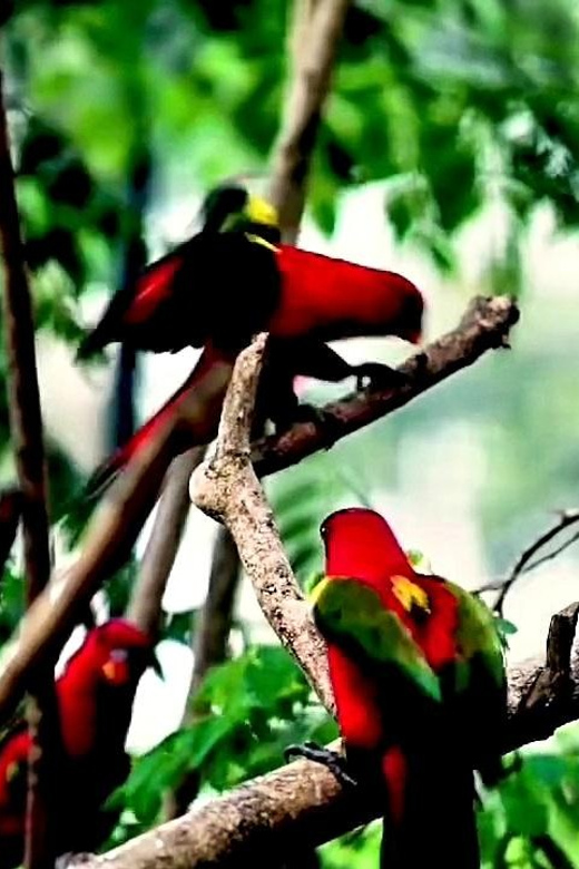 From Cebu City: Cebu Safari Adventure - Key Points