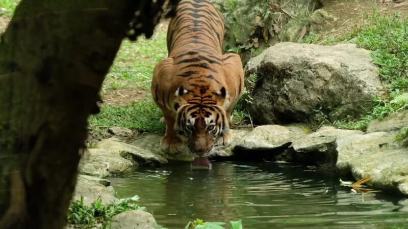 From Cebu City: Cebu Safari Adventure - Safari Experience